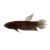 Male Betta Hendra