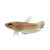 Female Betta Obscura Betta Mandor