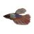 Ele Ear Super Delta - Betta Male