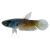 Male Betta SP. Bahiton Betta Pallifina