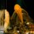  Albino Bristlenose Catfish 