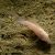Albino Longfin Corydoras 3.5cm
