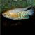 Indian Banded Gourami