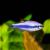 Blue Emperor Tetra Kerri