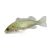 Jade Perch