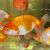 Japan Red and White Ranchu