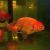 Japan Red Ranchu
