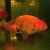 Japan Red Ranchu