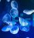 Moon Jellyfish Aurelia Aurita (Captive Bred)