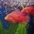 Cichlid Red Forest Jewel 