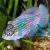American Flag Fish 4cm