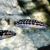 Julidochromis Marliere Gombe