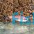 Kerri Tetra Gold Blue Emperor