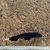 Double Fin Ghost Knife Fish 