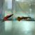 Pair Koi Tuxedo Guppy