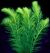Filigree Milfoil Bunch