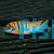 LABIDOCHROMIS HONGI 