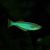 Lamprichthys Tanganicanus