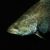 Barramundi - Lates calcarifer