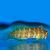 Blenny Lawnmower