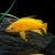Lemon Cichlid