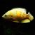 Lemon Tiger Oscar