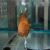 Lemon Discus