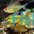 Lemon Tetra 2cm