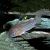 Julii Corydoras 4cm - Leopard