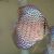 Leopard Discus