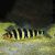 Leporinus fasciatus