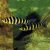 Leporinus Banded - Leporinus fasciatus