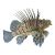 LionFish Volitans Black