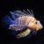 LionFish Volitans Black 