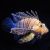 LionFish Volitans Black