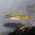 40x Feeder Gudgeon 3cm