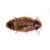 Live Woodies Med Nauphoeta Cinerea