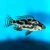 Nimbochromis Livingstoni 