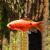 Long Fin Rosy Barb