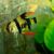 Longfin Tiger Barb