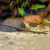Longnose Whiptail Catfish