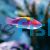 Lubbock's Fairy Wrasse