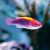 Wrasse - Lubbock's Fairy - Large 