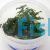 Luwigia Glandulosa Tissue Culture Tub
