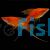Lyretail Red Tuxedo Swordtail