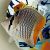 Madagascar Butterflyfish