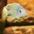 Malawi Sand Diver