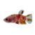 Male Plakat Nemo Koi Betta Fighter