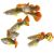 Male Red Cobra Guppy