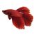 Male Betta Halfmoon Red 5cm